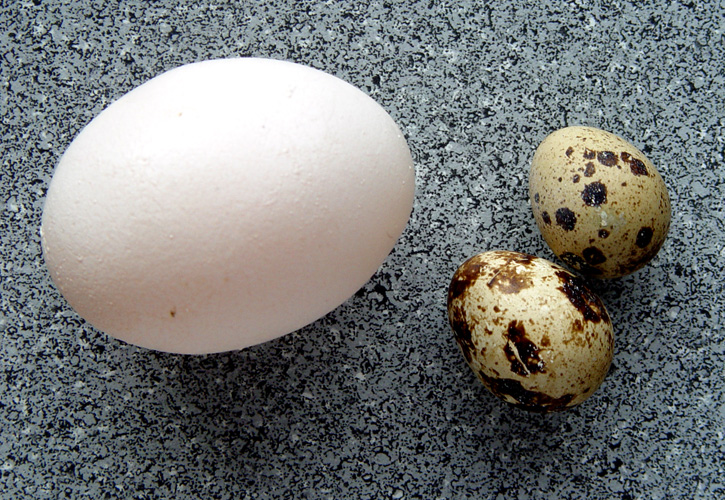 Křepelčí vajíčka ve srovnání s vejcem slepice