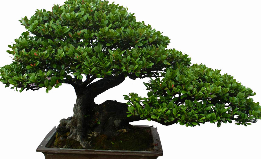 Bonsai