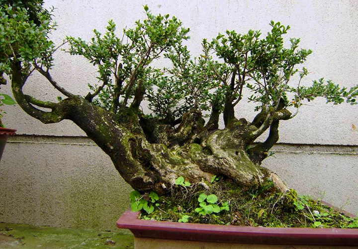 Bonsai