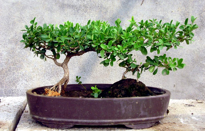 Bonsai