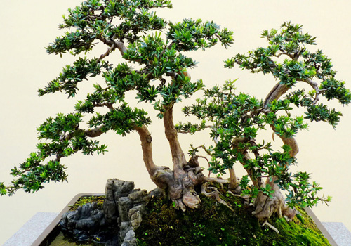 Bonsai