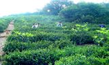Pěstování čaje Fujian Mao Feng
