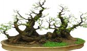 Bonsai