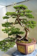 Čínská bonsaj